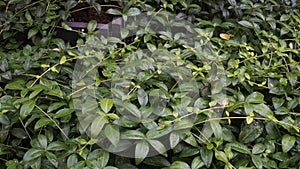 Lesser Periwinkle (Latin: Vinca minor) plant leaves example