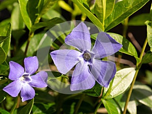 Lesser periwinkle, Vinca minor, close up of two blue purple flowers with five petals, Netherlands