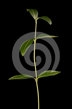 Lesser Periwinkle (Vinca minor). Vegetative Shoot Closeup