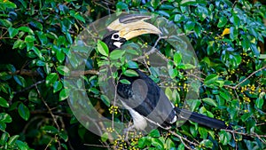 Lesser pied hornbill bird sits on a wild fruits tree branch and looks back