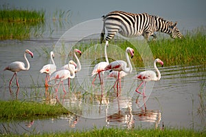 Lesser Pink Flamingos and Zebra are Grazing in the Lake in Ngorongoro Conservation Area in Tanzania, Africa