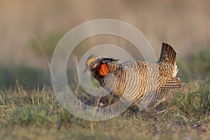 Lesser prairie chicken