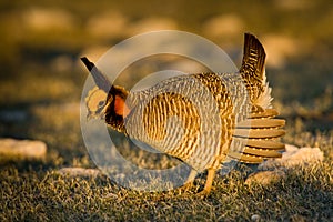 Lesser Prairie Chicken photo