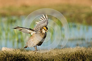 Lesser Prairie Chicken photo