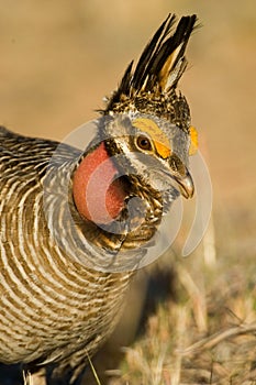 Lesser Prairie Chicken