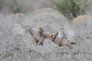 lesser prairie chicken grabbing the wing of another male