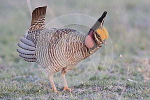 Lesser Prairie Chicken in mating dance