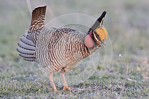 Lesser Prairie Chicken in mating dance photo