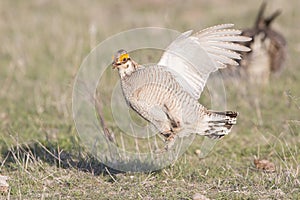 Lesser prairie chicken protecting females