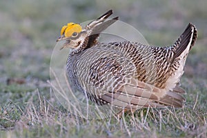 Lesser prairie chicken in search of female