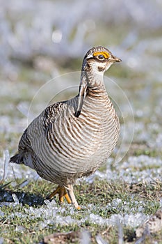 Lesser Prairie Chicken walking in frozen sage photo