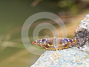 Lesser purple emperor butterfly Apatura ilia