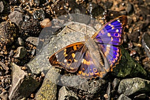 The lesser purple emperor sitting on a little stone