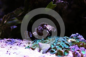 Lesser Red Scorpionfish - Scorpaena Notata