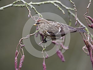 Lesser redpoll, Acanthis cabaret