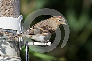 Lesser Redpoll (Acanthis cabaret)