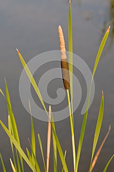 Lesser reed mace