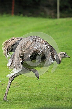 Lesser rhea