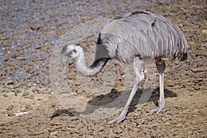 Lesser rhea walking