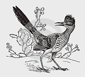 Lesser roadrunner geococcyx velox sitting in front of a cactus plants and looking backwards photo