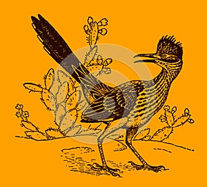 Lesser roadrunner geococcyx velox sitting in front of cactus plants and looking backwards, on an orange background photo