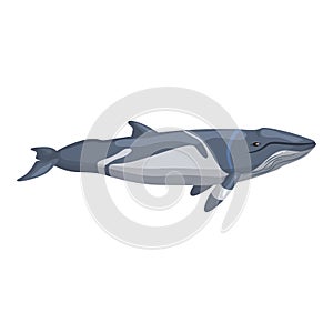 Lesser rorqual isolated on white background. Cartoon character of ocean for children. Simple print with marine mammal