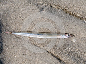 Lesser sand eel or sand lance, Ammodytes tobianus, lying on sand at low tide of Waddensea, Netherlands photo
