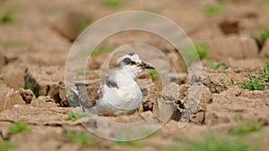 Lesser sand plover bird, natural nature, wallpaper