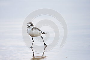 Lesser Sand Plover. Charadrius mongolus