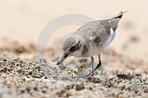 Lesser Sand Plover looking food
