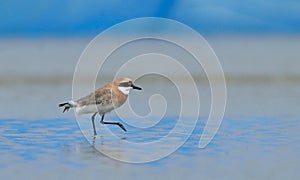 Lesser Sand plover in sea beach for nest making photo