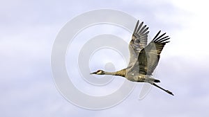 Lesser Sandhill Crane Flying in Alaska