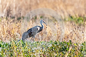 Lesser Sandhill Crane wintering on the wetlands of Merced National Refuge, Central California