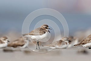 Lesser sandplover, Charadrius mongolus, Akshi, Alibaug, Maharashtra, India