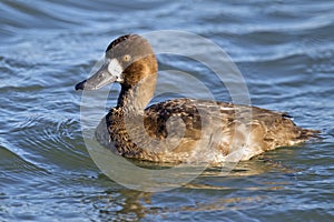 Lesser Scaup