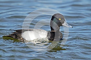 Lesser Scaup