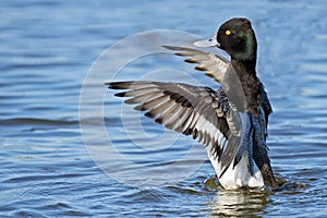 Lesser Scaup