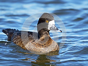 Lesser Scaup