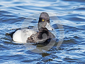 Lesser Scaup