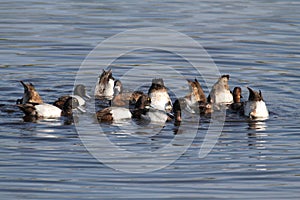 Lesser Scaup (Aythya affinis)