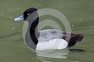 Lesser scaup Aythya affinis.