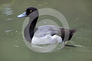 Lesser scaup Aythya affinis.