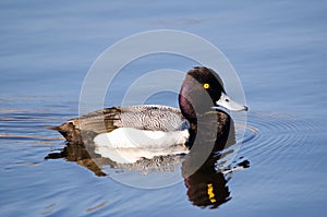Lesser scaup (Aythya affinis)