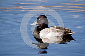 Lesser scaup (Aythya affinis)
