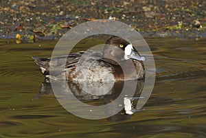 Lesser Scaup