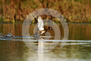 Lesser Scaup - Aythya affinis taking off from river surface, Cano Negro, Costa Rica, duck in flight with outstretched wings,exotic photo