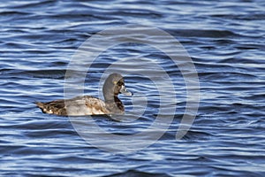 Lesser Scaup or Bluebill Drake on Blue Waves