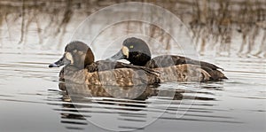 Two female Lesser Scaups photo