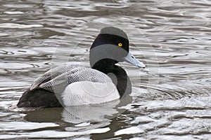 Lesser Scaup Drake