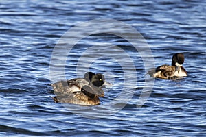 Lesser Scaup Drake and Females